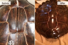 Cracked-PIece-of-Art-Repair-Shell-Restoration-Fill-Finish